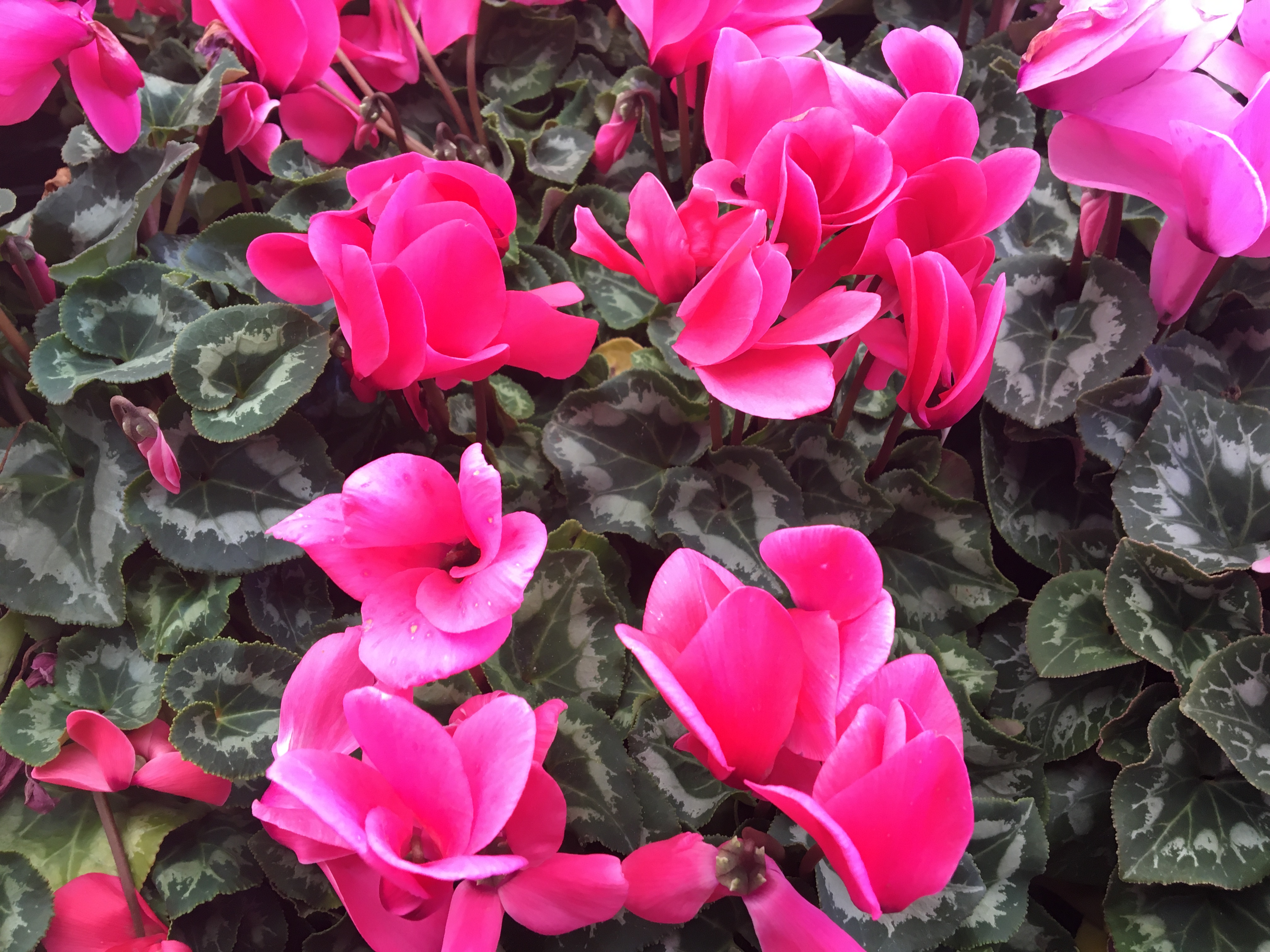 A living plant helps Valentine’s Day sentiments last a long time 